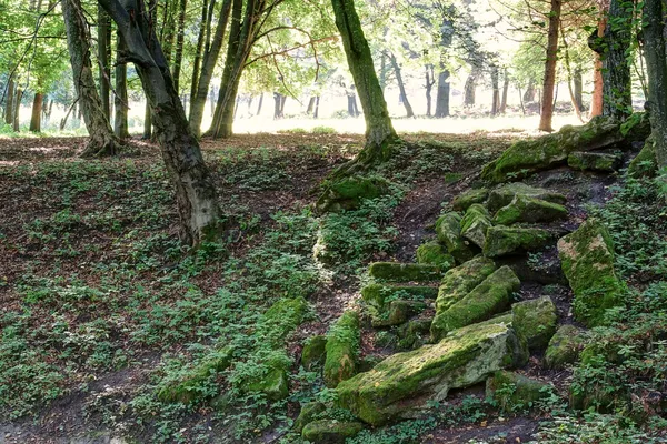 Bosque dentro del sol con piedras y árboles. — Foto de Stock