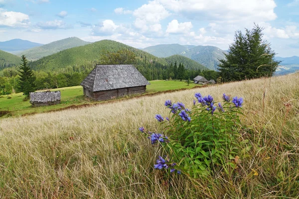 Fiori blu su uno sfondo di paesaggio dei Carpazi. — Foto Stock