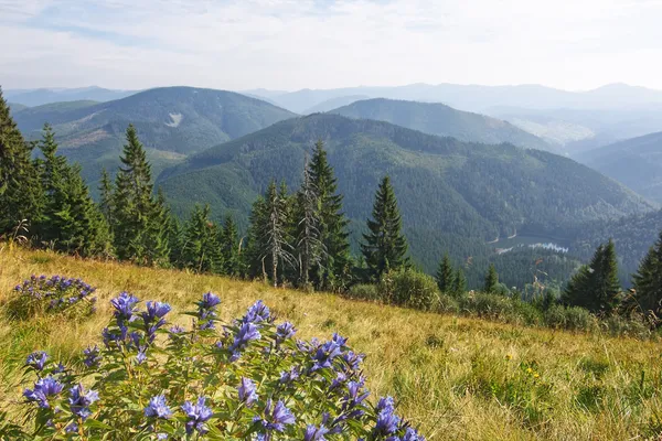 Prachtige blauwe bloemen op een achtergrond van meer synevir in de certificeringsinstantie — Stockfoto