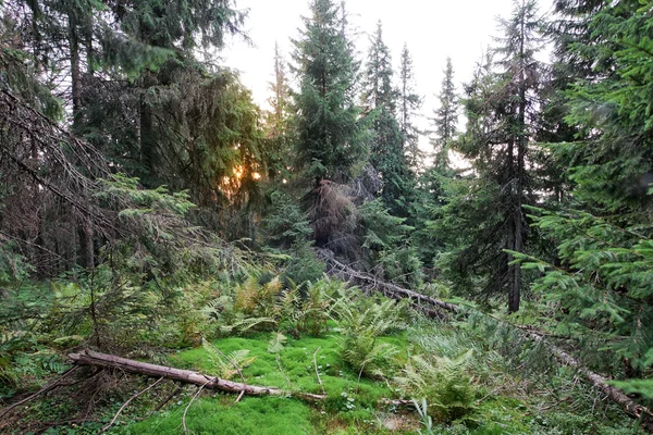 Misteriosa puesta de sol en una espesura de un bosque denso. — Foto de Stock