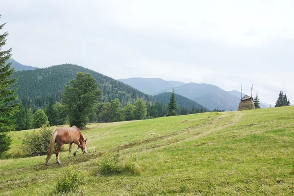 Beau cheval va au pâturage. — Photo