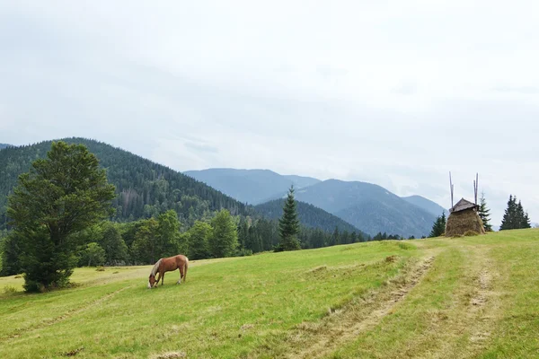 Brązowy koń pastwiskowy na zielonej łące w Karpatach. — Zdjęcie stockowe