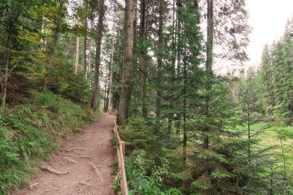 Caminho da floresta com uma cerca de madeira. — Fotografia de Stock