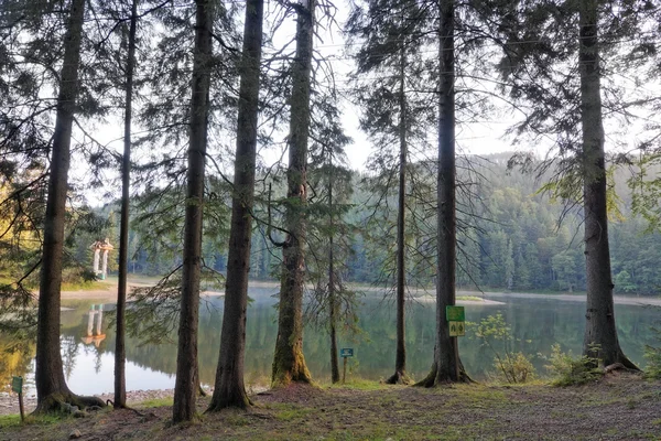 Widok na jezioro z gąszczu lasu Synewir. — Zdjęcie stockowe