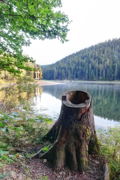 Drzewo giczoł bliska rano jeziora synevir. — Zdjęcie stockowe