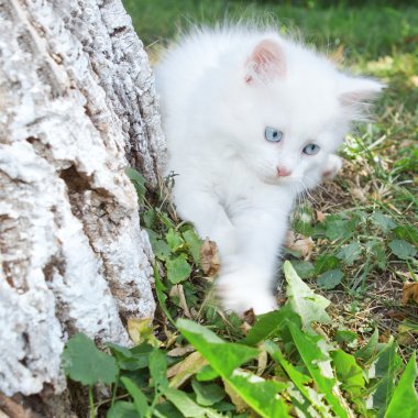 parkta beyaz yavru kedi ağaca tırmanıyor.