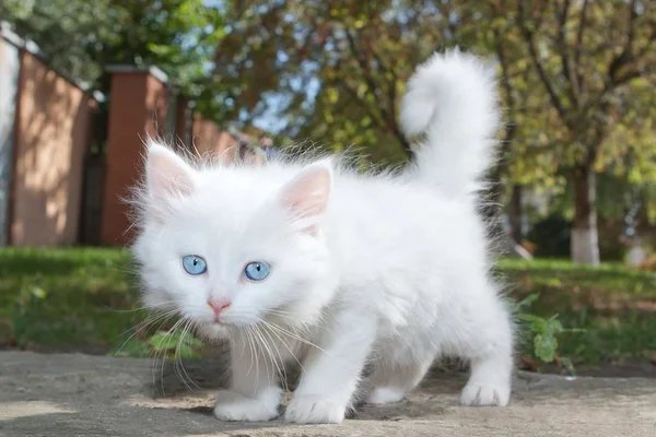 White cute kitten in the park. — Fotografia de Stock