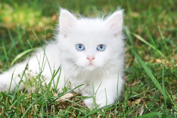 Beautiful white kitten in the park on the grass. — Fotografia de Stock