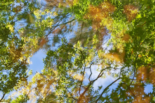 Абстрактне відображення осіннього листя у воді . — стокове фото