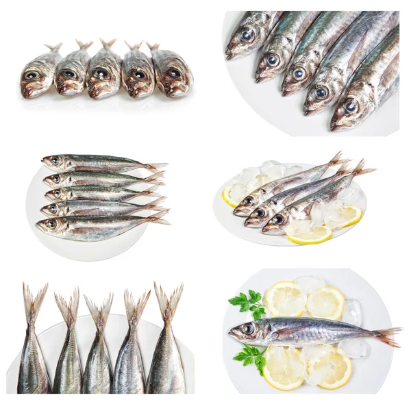 Conjunto de imágenes con caballa platos crudos del mar peces. en un blanco bac —  Fotos de Stock
