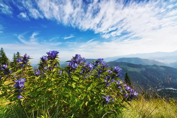 Piękne fioletowy bukiet kwiatów w krajobraz Karpat — Zdjęcie stockowe