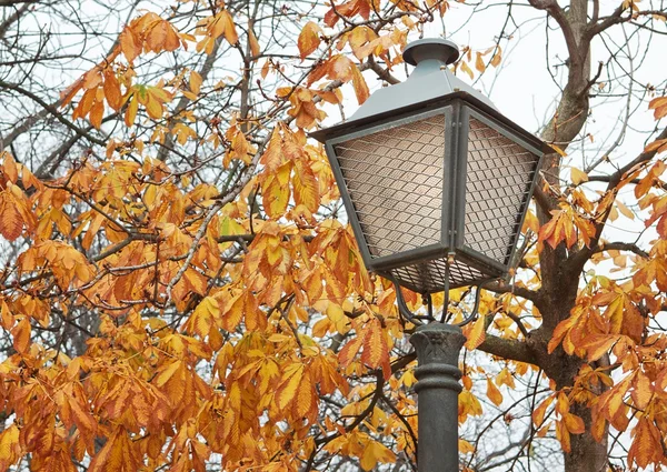 Gelbe Blätter gegen das Licht fallen. — Stockfoto