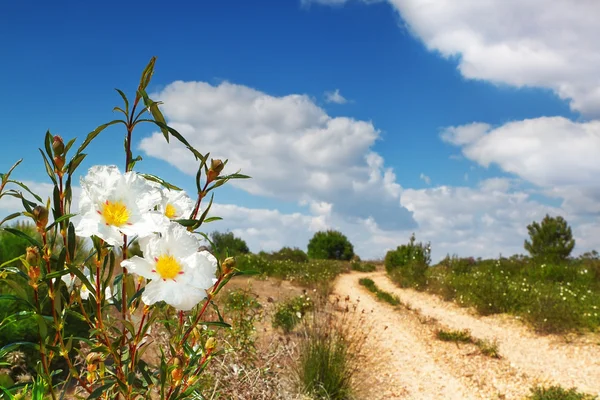 Beautiful flowers by the road on nature. — Stock Photo, Image