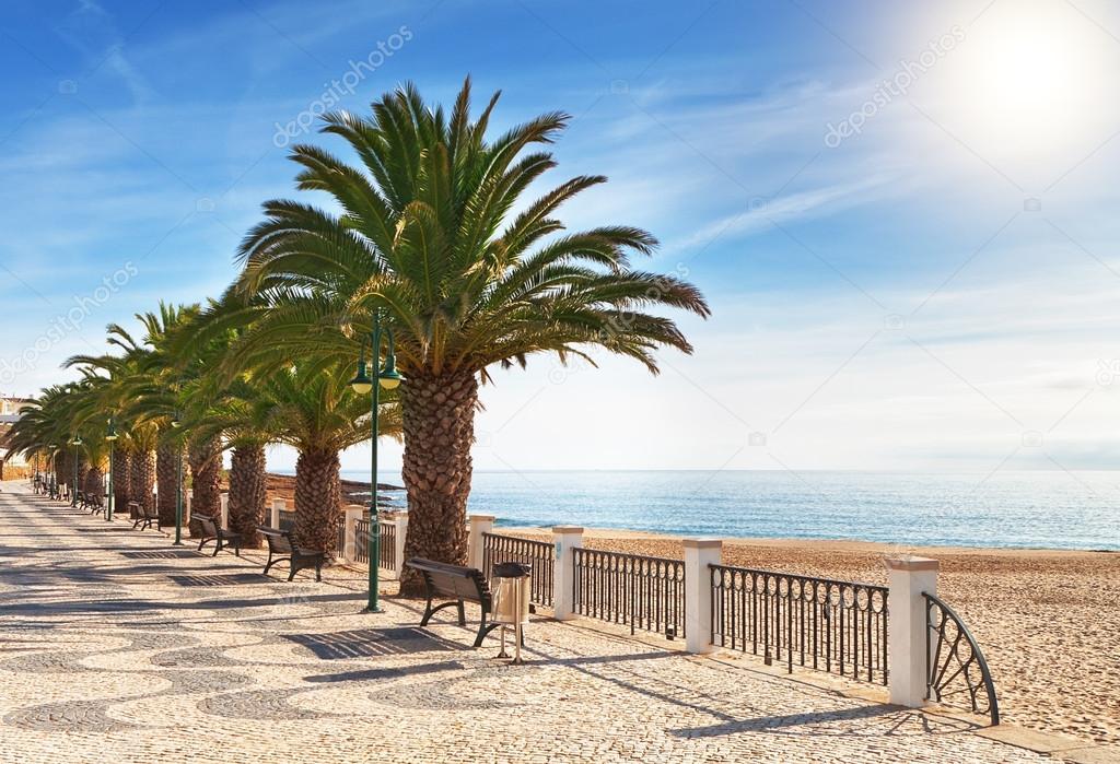 Boulevard on the beach with palm trees near the ocean.