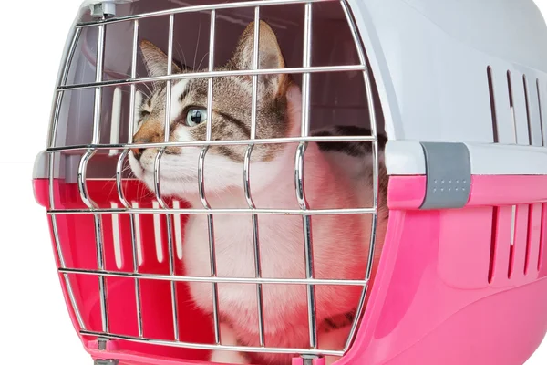 Gato atrapado en una jaula para un veterinario. — Foto de Stock