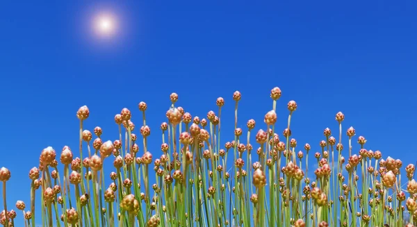 とげのある古道具ポルトガル草、空を背景. — ストック写真