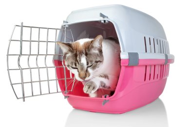 Avrupa kedi yalama onun pençe kafeste. Beyaz bir arka plan üzerinde.