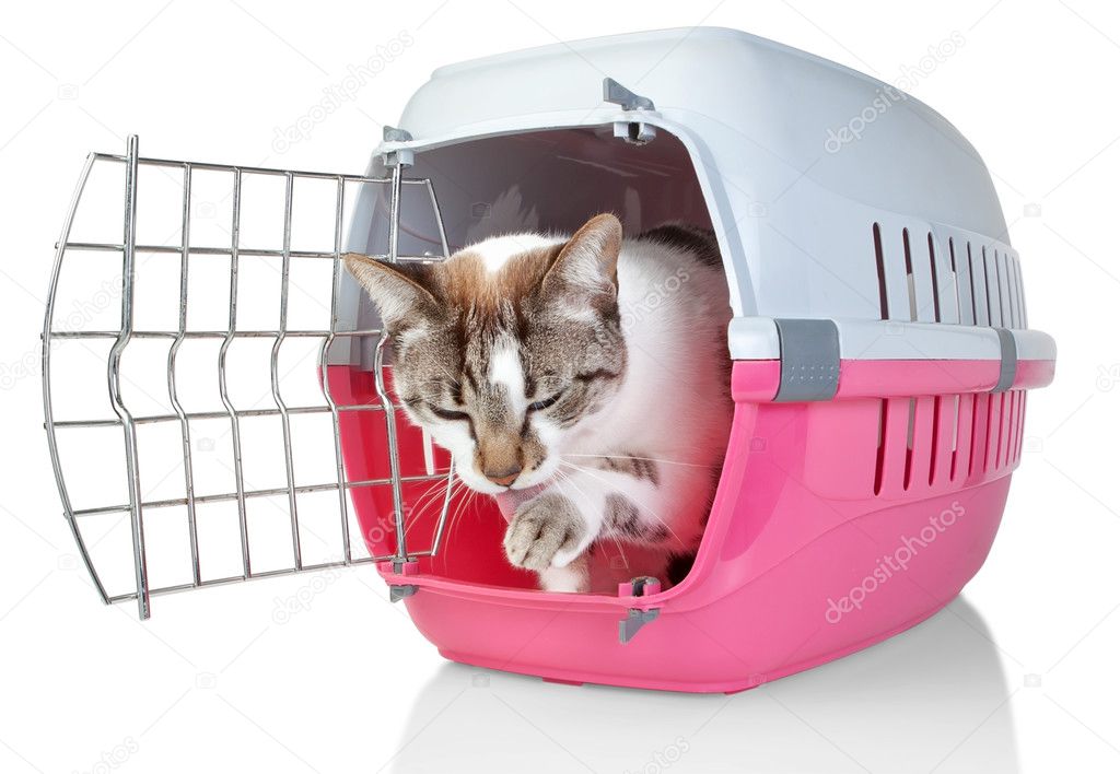 European cat in cage licking his paw. On a white background.