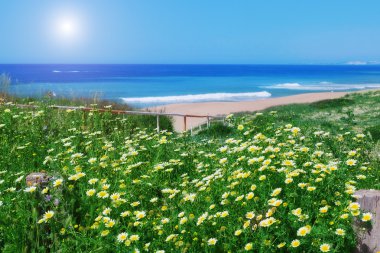 Papatya alan ve deniz bir arka plan üzerinde çim. TH için