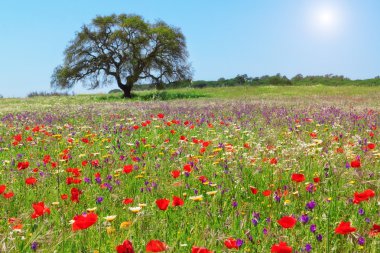 Red poppy field on a lovely summer day. clipart