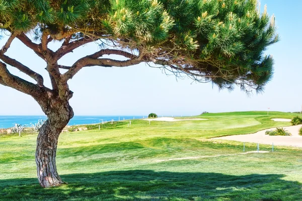 Dekorative Kiefer auf einem Golfplatz in der Nähe des Meeres. — Stockfoto