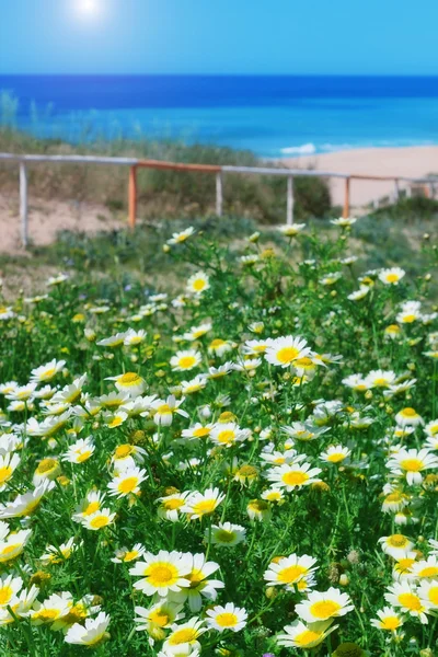 Kamomill fält och grönt gräs på en bakgrund av havet. för — Stockfoto