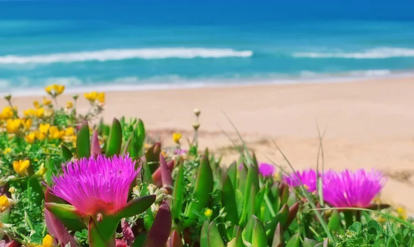Vackra blommor på en bakgrund av havet. närbild. — Stockfoto