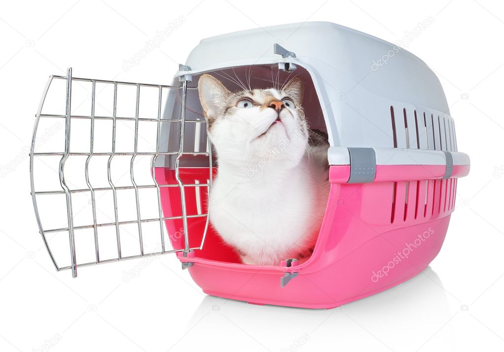 Pet cat in a cage for transport with door open. He looks up.
