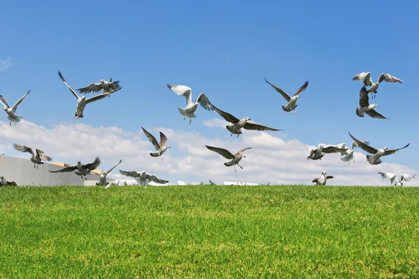 Martılar uçmak uçuş kadar çim. yakın çekim. — Stok fotoğraf