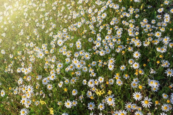Sonnenstrahlen auf die Wald-Lichtung der Gänseblümchen. Sommer auf dem Rasen. — Stockfoto