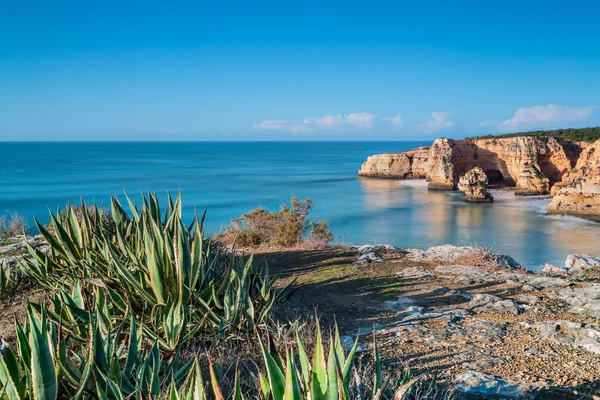Cactus de aloe marinos sobre un fondo de un paisaje de mar. Portugal algarve. —  Fotos de Stock