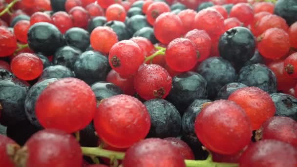 Bagas silvestres, groselhas vermelhas e mirtilos pretos são derramados com salpicos de água, em câmera lenta. Frutos frescos para sobremesa. — Vídeo de Stock