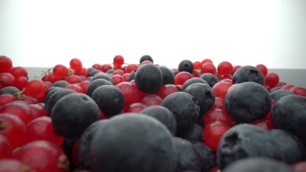 Bayas silvestres, grosellas rojas y arándanos negros se vierten con salpicaduras de agua, en cámara lenta. Frutas frescas de postre. — Vídeo de stock