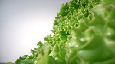 Yeşil organik salata, marul, beyaz arkaplan. Ekstrem makro.