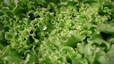 Yeşil organik salata, marul, beyaz arkaplan. Ekstrem makro.