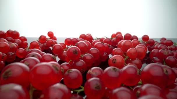 Groseilles rouges bio mûres, sur une surface en verre. Gros plan. Avancez. macro extrême. — Video