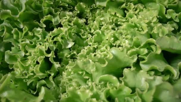 Zelený organický salát, salát, s bílým pozadím. Extremní makro. — Stock video