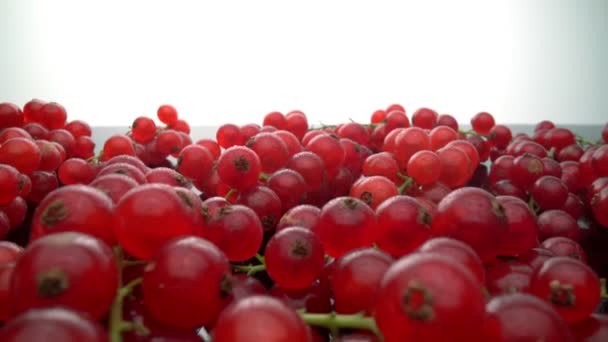 Ripe organic red currants, on a glass surface. Close-up. Forward movement. Extreme macro. — Stock Video