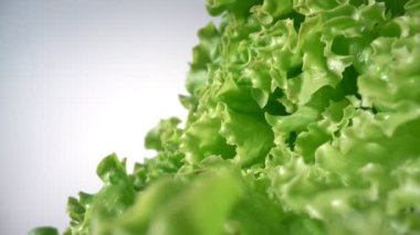 Yeşil organik salata, marul, beyaz arkaplan. Ekstrem makro.