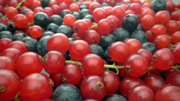 Dzikie jagody, czerwone porzeczki i czarne borówki w ruchu, w zwolnionym tempie. Świeże owoce na deser. Ekstremalne makro. — Wideo stockowe