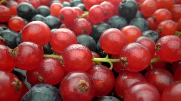 Bayas silvestres, grosellas rojas y arándanos negros en movimiento, en cámara lenta. Frutas frescas de postre. Macro extremo. — Vídeos de Stock