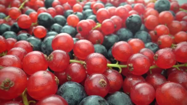 水を撒き、野生の果実に水をまき、赤いスグリと黒いリンゴンベリーに水を注ぎ、ゆっくりと動きます。デザートのための新鮮な果物. — ストック動画