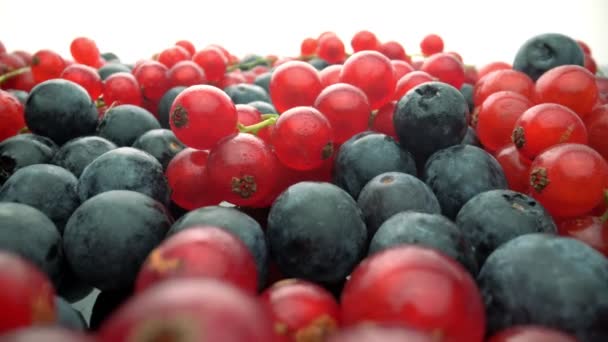 Baies sauvages, groseilles rouges et airelles noires en mouvement, au ralenti. Fruits frais pour dessert. macro extrême. — Video