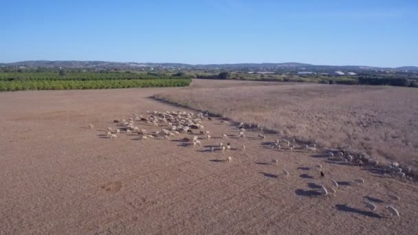 草场上的一群羊成群地吃草,为羊毛工业服务.空中拍摄。在南方. — 图库视频影像