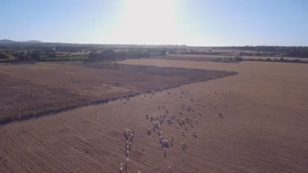 Een kudde schapen in de wei graast in groepen voor de wolindustrie. Opname vanuit de lucht. Naar het zuiden. — Stockvideo