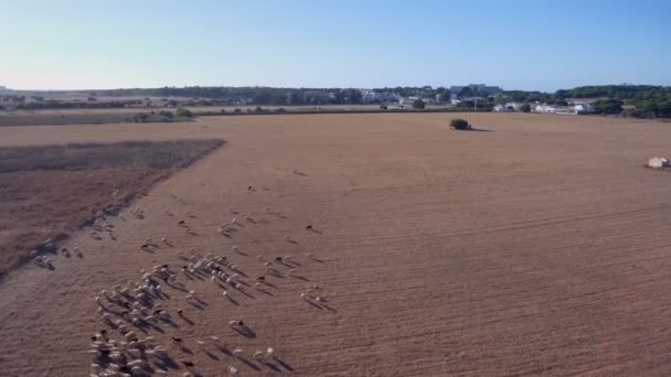 A herd of sheep in the pasture grazes in groups for the wool industry. Aerial filming. On South. — Stockvideo