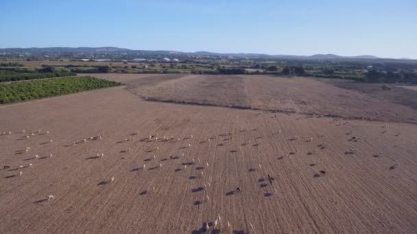 A herd of sheep in pasture grazes in groups for the wool industry. Aerial filming. On South. — Stock video