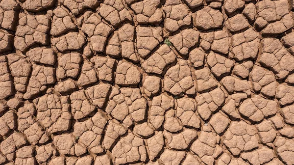 Été sec et chaud, sol fissuré, sol sur le champ avec quelques petites plantes vertes. texture de la terre pendant la sécheresse. Vue du haut. — Photo