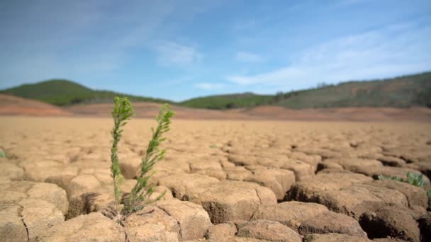 Surviving green plant on sandy dry soil during drought climate ecological disaster. Macro in perspective. — Stock Video