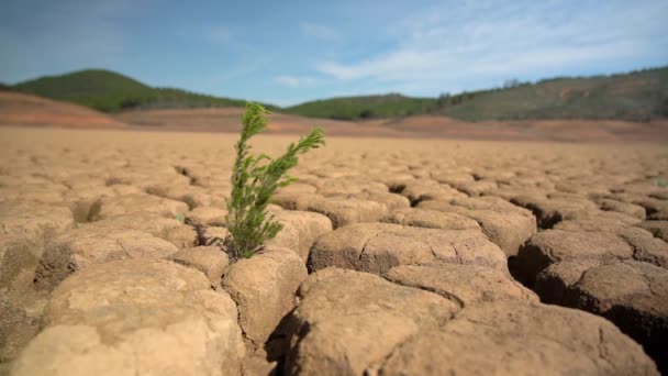 Überleben der grünen Pflanze auf sandigem, trockenem Boden während der Dürre Klimakatastrophe. Makro in der Perspektive. — Stockvideo